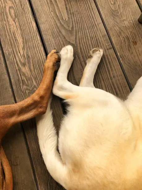 two legged dogs lying on a wooden floor, close-up