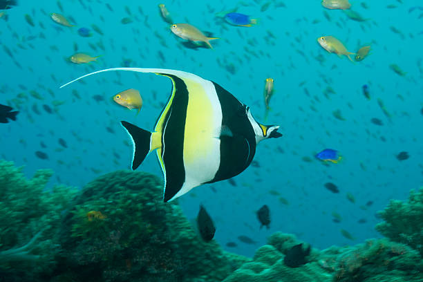 istock Moorish Idol at Napantao 175688200