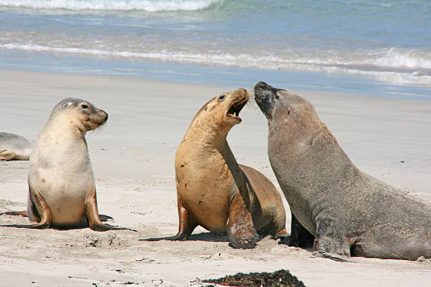 istock Sea-lion, seal bay, Kangaroo island, Australia 175688722