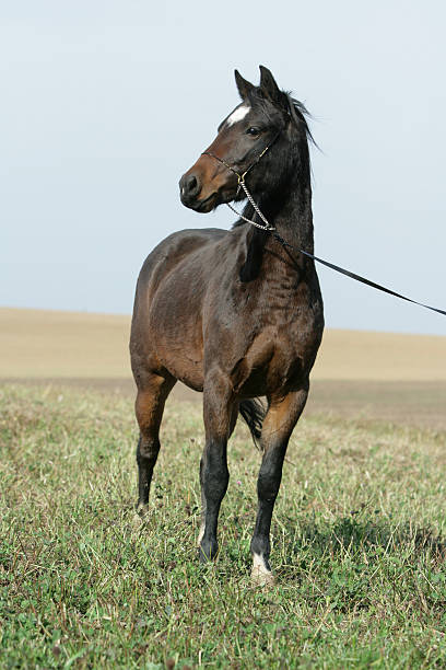 istock Portrait of welsh part-bred mare with halter 175688901