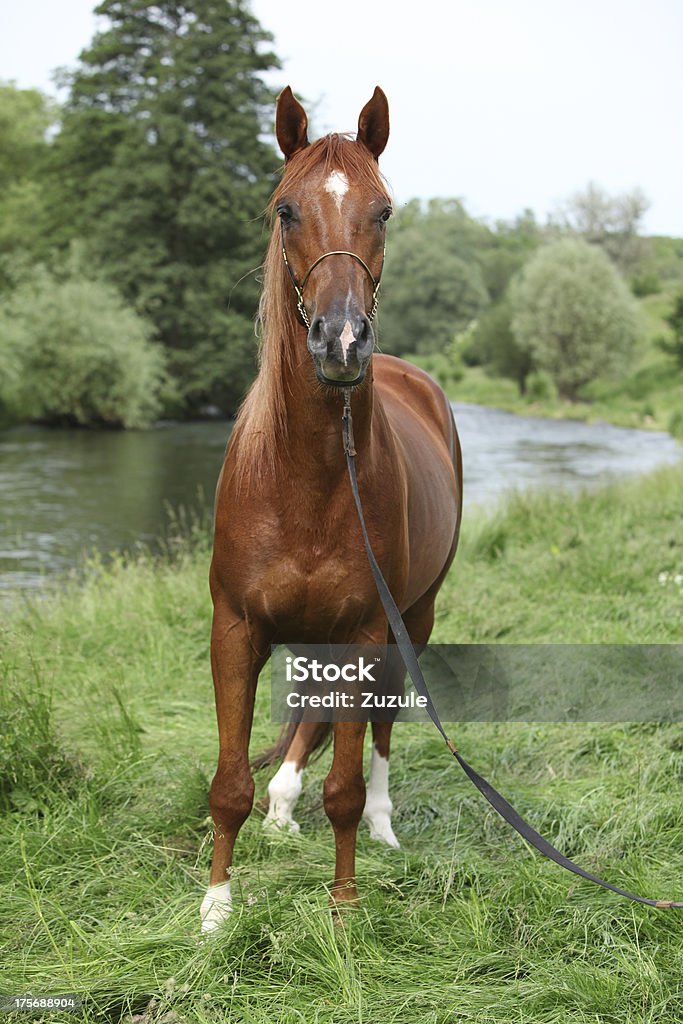 Belo Cavalo árabe com nice Mostrar Cabeção para Guia - Royalty-free Alazão - Cor de Cavalo Foto de stock