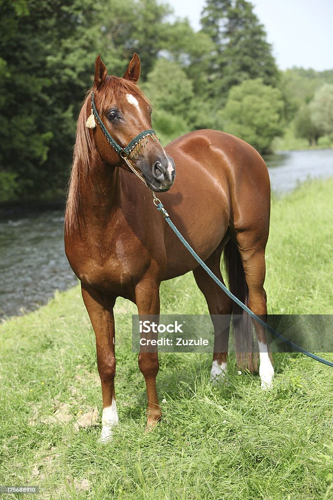 Hermoso caballo árabe con Niza mostrar cabestro - Foto de stock de Agua libre de derechos