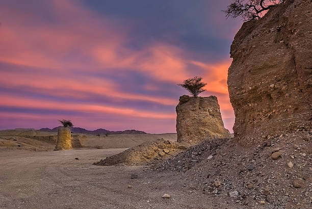 deserto da negev, israel - horizon over land israel tree sunrise - fotografias e filmes do acervo