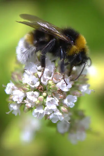 Photo of Bumble bee & oregano flowers