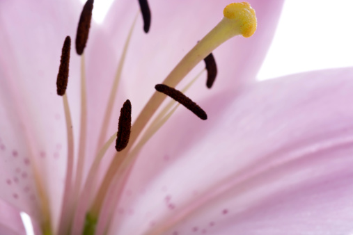 Horizontal macro studio shot on white of pink speckled Asiatic lily with very shallow depth of field, focus on stigma of pistil.