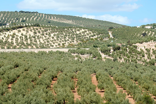 A beautiful view of a mountain in Spain, with a valley of growing olive trees against a blue clear sky background. Andalusia. Agricultural business. Plantation of olive trees