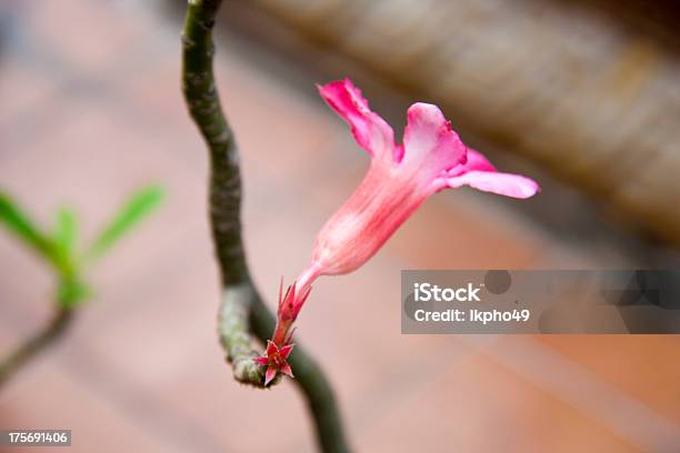 Impala Lily Adenium Stock Photo - Download Image Now - Adenium, Asia, Biology