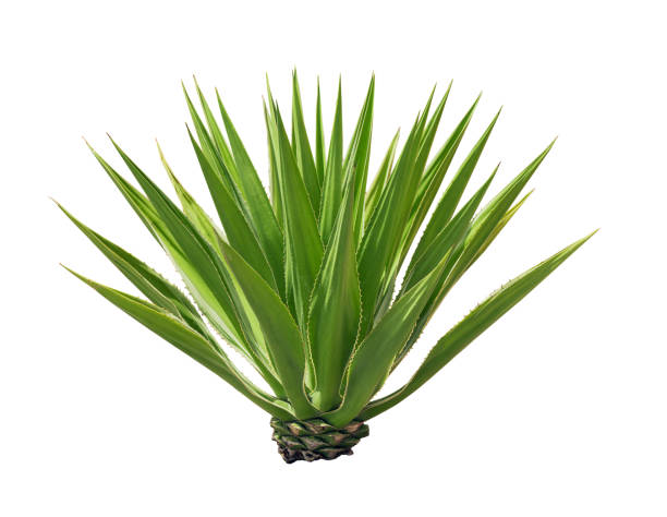 istock tropical Agave plant isolated on white background.This has clipping path. 1756915886