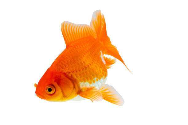 istock Oranda goldfish isolated on white background close up 1756927410