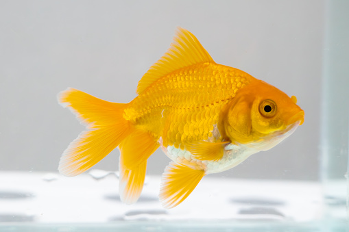 Beautiful gold fish on white background.