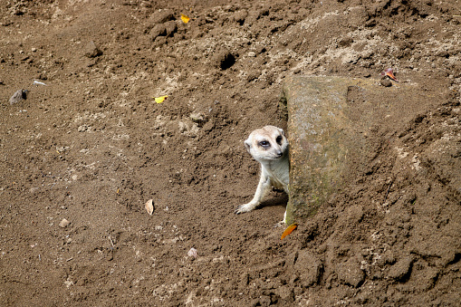 Young Meerkat Resting on the Ground