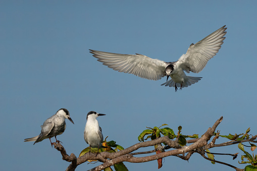 tern spreading their wing