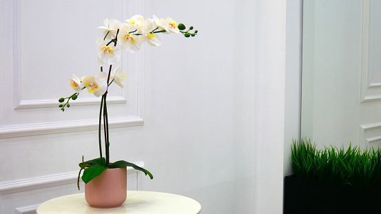 A beautiful white orchid grows in a pot on the table in a nice interior