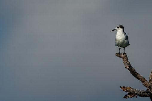 Gull-billed Tern  on the branch