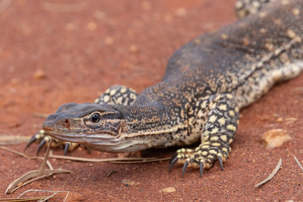 istock Sand or Goulds Monitor 1756974704