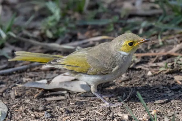 Australian White-plumed Honeyeater with insect in beak