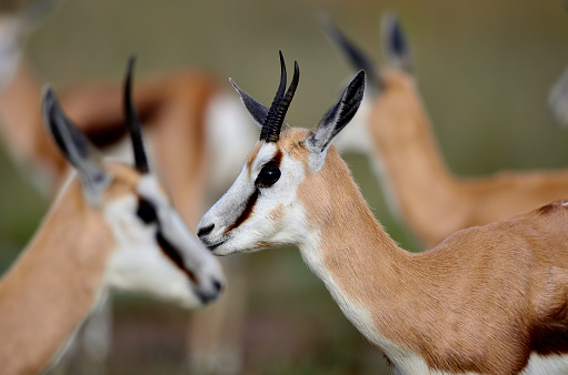 Medium sized antelope found in Southern Africa.