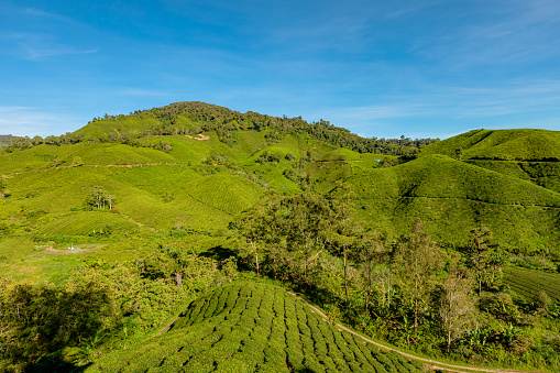 Aerial view of the tea plantations of the Cameron Highlands in Malaysia are extensive, producing some of the world's finest tea leaves. The area is stunning, with acres of green hills and tea bushes.