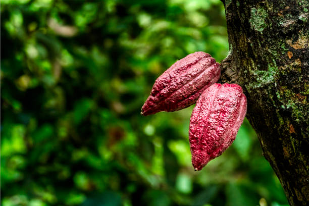 Country shoot themes: Cocoa fruits hanging on tree. Cocoa from Chuao, Venezuela . Chuao is best known to grow the best and finest cocoa (cacao) in the world. In 2000, The cacao beans from Chuao crops were awarded with an appellation of origin under the title \