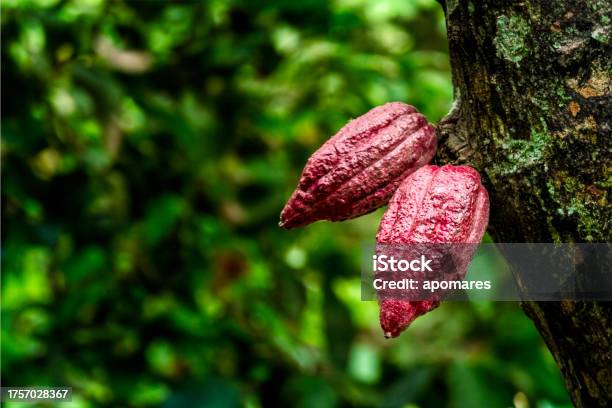 Cocoa Fruits Hanging On Tree At Chuao Venezuela Stock Photo - Download Image Now - Agriculture, Aragua State, Bean