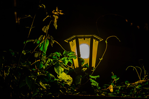 Old street lantern in green foliage at night