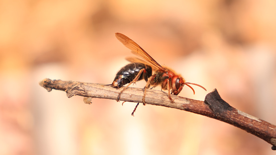 Close-up of wasp on the branch