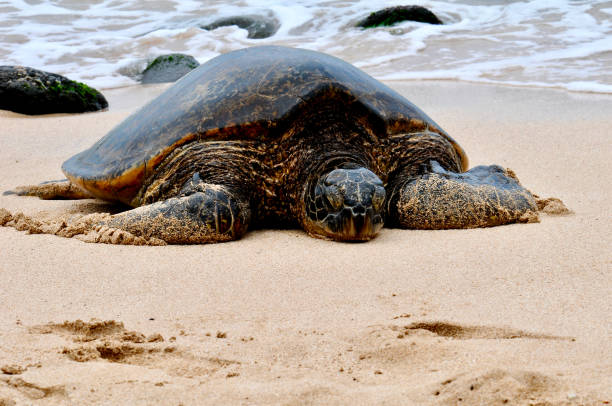 istock Sea Turtle Coming Ashore in Hawaii 1757032703