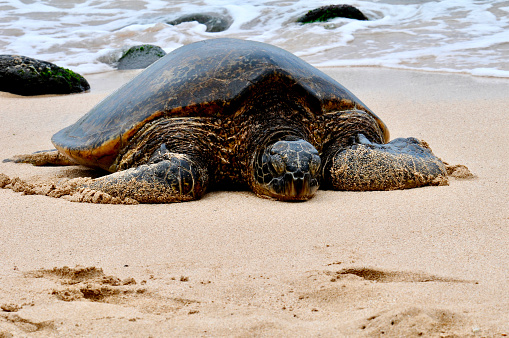 A sea turtle rests upon the warm sand.