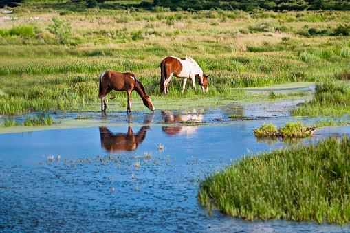 Country shoot themes: Horses grazing near a pond in a Tropical wildlife reserve