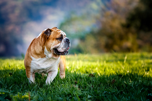 Portrait of a young male Boerboel dog sitting on the lawn on an early summer morning.