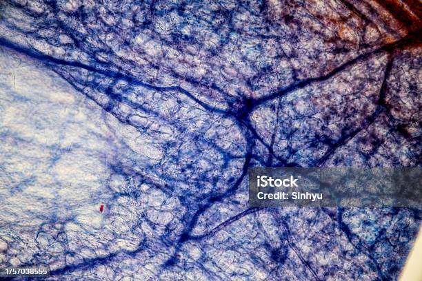 Microscope Tissue Paper Showing Light Micrograph Type Of Tissue Human Under The Microscope ...