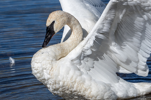 Trumpeter Swan (Cygnus buccinator) swims in Swan  in Yellowstone National Park. Trumpter Swans are North Americas largest waterfowl.