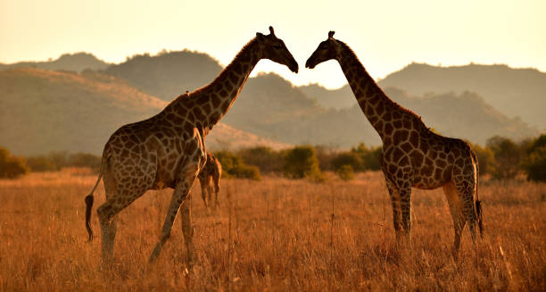 girafes - pilanesberg national park photos photos et images de collection
