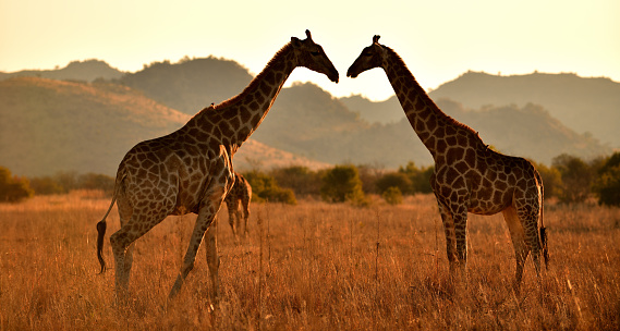 Wild african giraffe on Kilimanjaro mount background. National park of Kenya, Africa