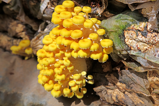 Cultivated golden mushroom on a farm in North China