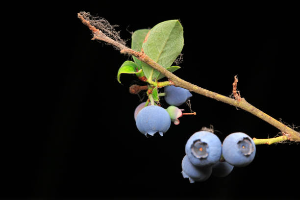Blueberry Bush - Vaccinium corymbosum-  Blooming with blue sky background and copy space.  Horiztontal