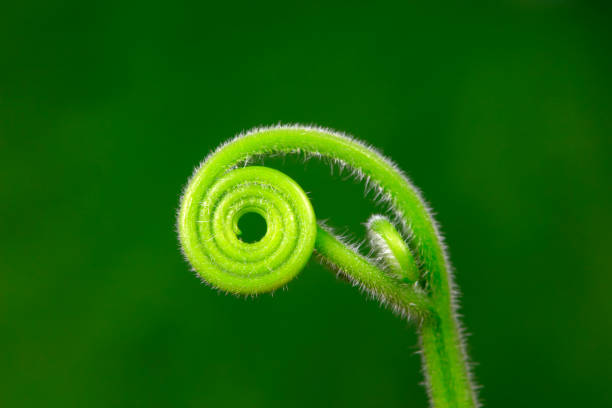 istock Close up of melon seedlings and vines 1757114941