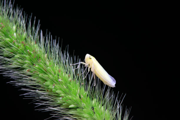 istock Leafhoppers live on wild plants in North China 1757117550
