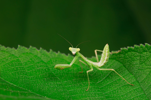 Praying mantis close-up in nature.