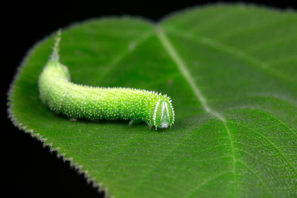 istock Moth larvae live on wild plants in North China 1757120140