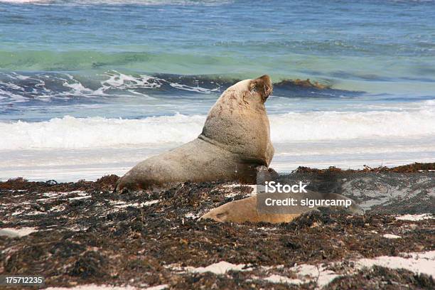 Photo libre de droit de Sea Lion De Seal Bay Île Kangourou Australie banque d'images et plus d'images libres de droit de Activité - Activité, Australie, Baie de Seal