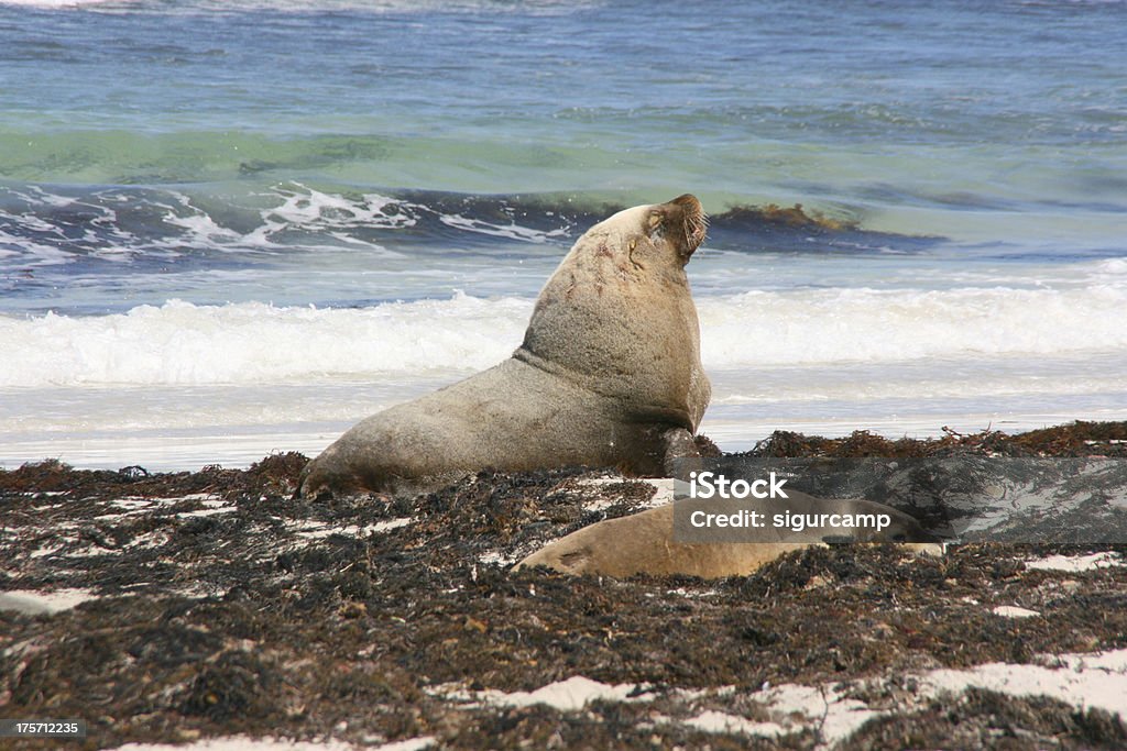 Морской лев, Запечатывать Бухту, кенгуру, Австралия - Стоковые фото Seal Bay роялти-фри