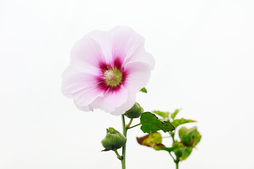 Althaea flowers in the garden, North China