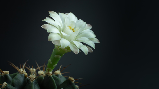 Flowers are blooming.  Cactus, White and soft green  gymnocalycium flower, blooming atop a long, arched spiky plant surrounding a black background, shining from above.l