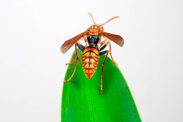 Detailed macro photograph of a wasp resting on a vibrant green leaf, showcasing vivid colors and intricate details of its features against a natural background.