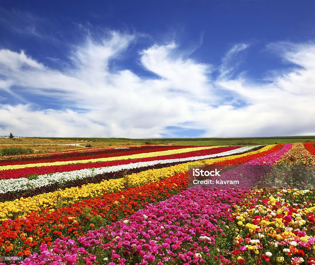 Los Hermosos Campos De Flores De Colores Foto de stock y más banco de  imágenes de Agricultura - Agricultura, Aire libre, Amarillo - Color - iStock