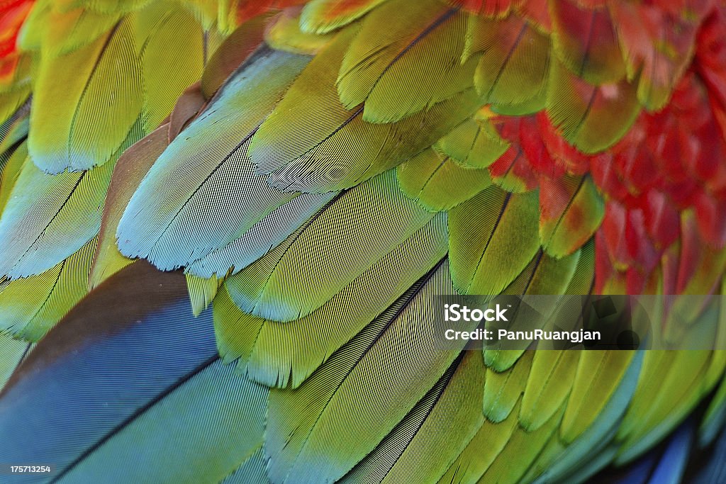 Greenwinged 마코앵무새 페더스 - 로열티 프리 가금류 스톡 사진