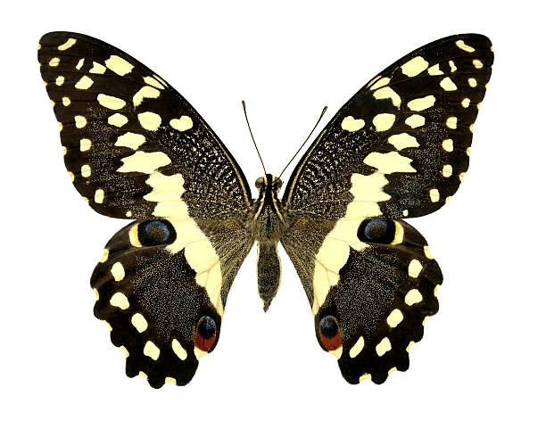 istock Butterfly Papilio demodocus (Clipping path) 175713346