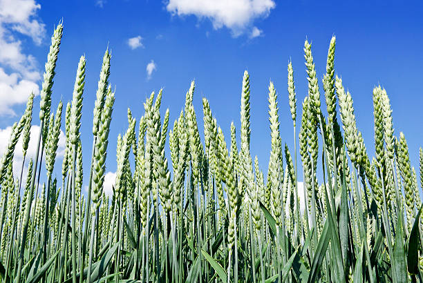 istock Green ears of wheat on the blue sky background. 175713431