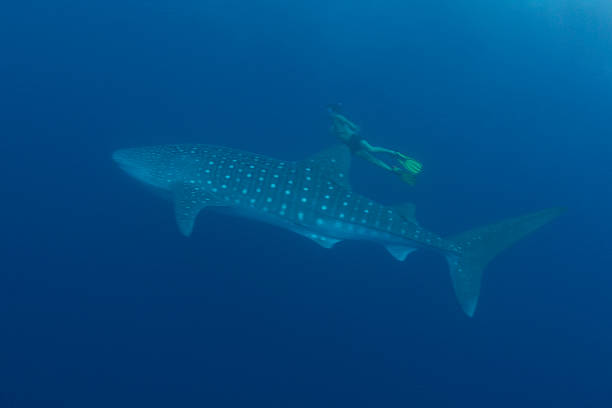 istock Whale shark with snorkler 175713571